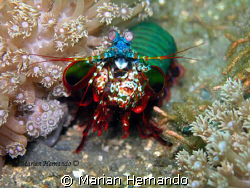 Manta Shrimp shot in Lembeh, using Olympus cw8080 and Fan... by Marian Hernando 